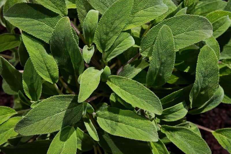 Sage Herb