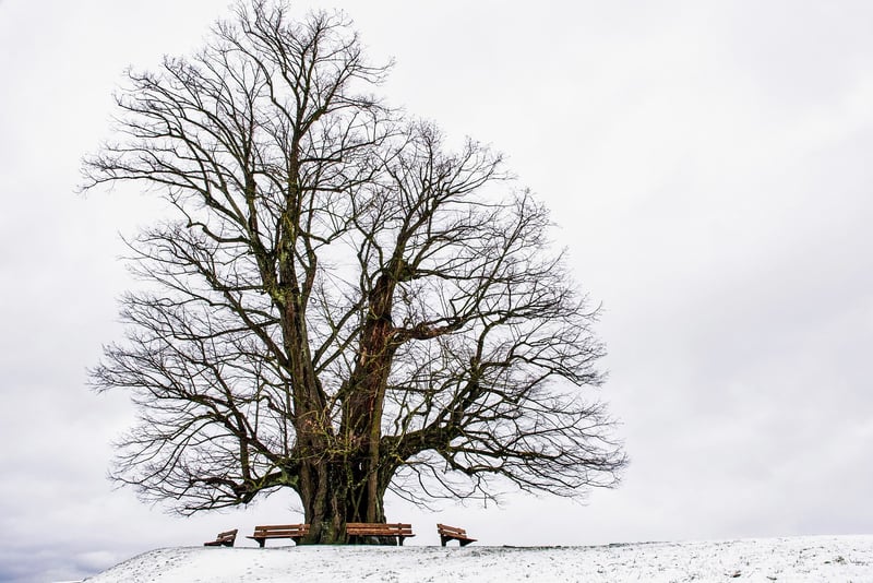 Entwood Tree